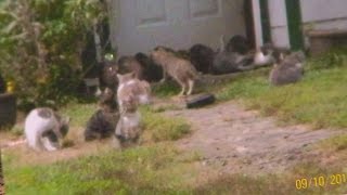 Feral cats out of control in Killingly [upl. by Vogeley]