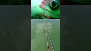 Fish go wild fishing insidesportfishing neverstopfishing sportfishingboat fishingadventures [upl. by Abott]