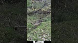 Bobcats scent marking each other natureanimalswildlifebobcatshortsubscribe [upl. by Eiuqnimod30]