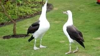 Laysan Albatross Courtship Dance [upl. by Heimer]