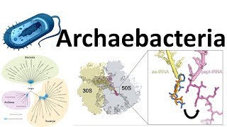 Archaebacteria introduction [upl. by Jeffry]