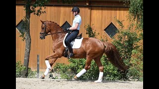 Trakehner Hengstmarkt 2017  Trainingsimpressionen Tudor Kat Nr 41 v Iskander  Sixtus 2010 [upl. by Greenberg]