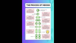 The process of MeiosisPhases of Meiosis meiosis biology [upl. by Lekym]