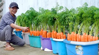 How To Grow Carrots At Home Very Simple Every Season Has Clean Carrots To Eat [upl. by Nilats]