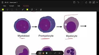 hematopoiesis part 2 extra [upl. by Lahey]