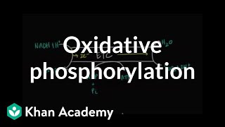 Regulation of Oxidative Phosphorylation [upl. by Samira]