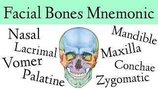 Facial Bones of the Skull Mnemonic Anatomy Animation [upl. by Alburga]