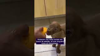 Filhote de Cachorro Corria Risco de Vida Tem Uma Chance cachorro animaisestimacao [upl. by Luehrmann]