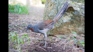 High Quality AUDIO Australian Lyrebird in the Wild  real song  calls [upl. by Haorbed]