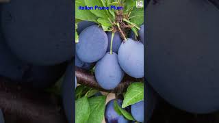 Top 20 PLUM Fruit Variety 1 min HowWhat Make Nature Crop Plant [upl. by Ayota]