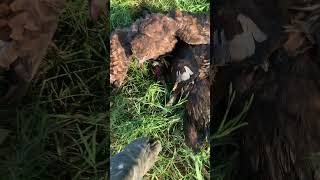 Omg crested goshawk training hunting🫢 [upl. by Florie]