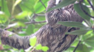 Brownthroated Sloth moving around Bradypus variegatus [upl. by Pet854]