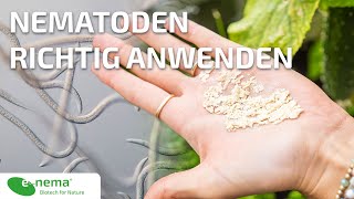 Nematoden richtig anwenden  enema [upl. by Henghold652]