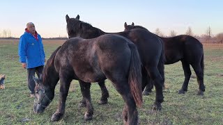 ЛЕГЕНДА АРІЯ ТА ЧУДЕСНИЙ СИЛЬНО ЗМУЖНІЛИPERCHERON HORSES [upl. by Gleason348]