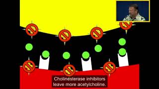 Acetylcholinesterase and Cholinesterase Inhibitors [upl. by Nikal534]