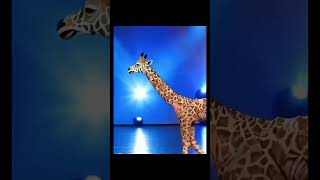 Transform into Giraffe🦒 Americas got talent giraffe 🦒🦒🦒 [upl. by Ursala]