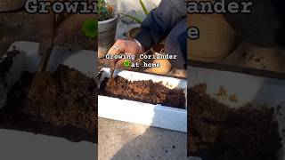 Planting coriander for the first time☘️ snu vlog kitchengarden coriander [upl. by Ehsrop]