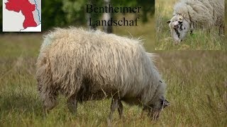 Das Bentheimer Landschaf [upl. by Yral]