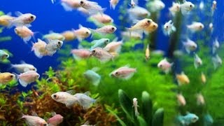 Why Fish Tank Still Smells after Cleanup  Aquarium Care [upl. by Eseyt]