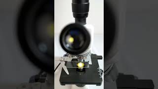 The black eggs magnified 400 times by a microscope are very cool microscope science shortsvideo [upl. by Uos]