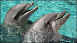 Dolphins Playing Tursiops truncatus [upl. by Maag]