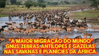 quotA MORTAL MIGRAÇÃOquot O ÊXODO DOS GNUSZEBRASANTÍLOPES E GAZELAS NAS SAVANAS E PLANÍCIES DA ÁFRICA [upl. by Ecidnac]