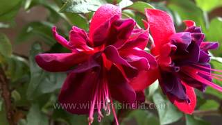 Fuchsia flower [upl. by Ruosnam]