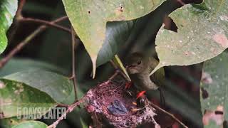 Long tailed Manakin nest [upl. by Namyac]