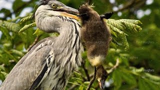 Heron eat enormous birds by swallowing them whole and head first [upl. by Nichol]