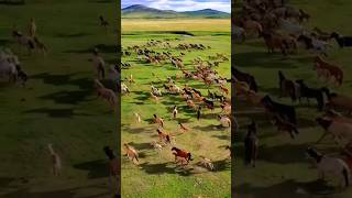 Many horse are running shorts tranding horse riding [upl. by Rauch804]