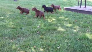 Doberman Pinscher Puppies for Sale [upl. by Dupuis]