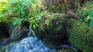 Peaceful Birdsong and Soft Mountain Stream – Nature Sounds for Meditation and Relaxation [upl. by Latham]