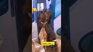 Funny video 🐐🐐 ytshorts viralvideo shortsvideo viralvideo youtubeshorts animals [upl. by Anwadal358]