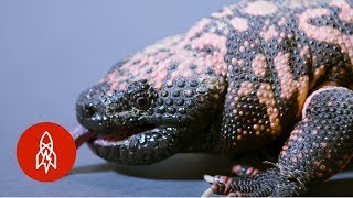 Up Close with Gila Monsters [upl. by Francisca94]