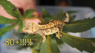 Feeding All my BABY CRESTED GECKOS 80 [upl. by Torin]