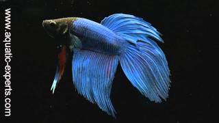 Betta splendens Siamese fighting fish in HD [upl. by Koah]