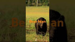 Grizzly Man bear nature animals wildlife shorts [upl. by Oyr]