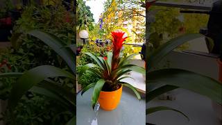 Beautiful Flower  Guzmania [upl. by Notnirb]