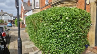 2024 Satisfying Hedge And Shrub Trims  Garden Work [upl. by Nylloc]