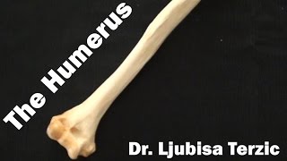 Humerus  Skeleton of the upper limb  Anatomy [upl. by Ilecara]