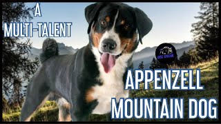 Appenzeller Sennenhund  Ein Multi Talent [upl. by Lrub]