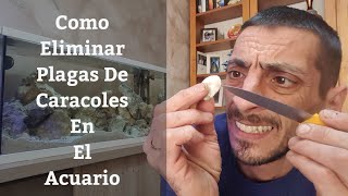 🔵 Como Eliminar Plaga De Caracoles En El Acuario Y Peces Que Comen Caracoles Acuarios MB [upl. by Eiramait]