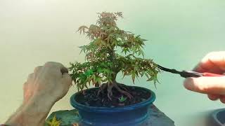 2 minute Bonsai maples 17 [upl. by Chrisoula]