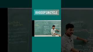 Rhodopsin cycle eye retina opthalmology medicaleducation biology nursing physiology newsong [upl. by Bil418]