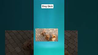 Dog Quiz [upl. by Neurath]