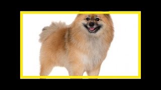 German spitz [upl. by Ellene]