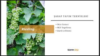 Riesling Üzümü Hakkında  Beyaz Şarap Üzümü [upl. by Droc375]