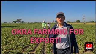 Okra farming for export panalo ba [upl. by Etneciv]