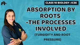 Absorption by Roots  The Processes Involved  Chapter 4 Class 10 ICSE Biology Selina  Turgidity [upl. by Gibbie]