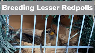 Breeding Lesser Redpolls  1 Cage breeding and Basics [upl. by Daryn665]